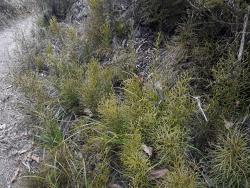 Lycopodium deuterodensum. Mature aerial stems growing along a track through scrub.
 Image: L.R. Perrie © Te Papa CC BY-NC 4.0